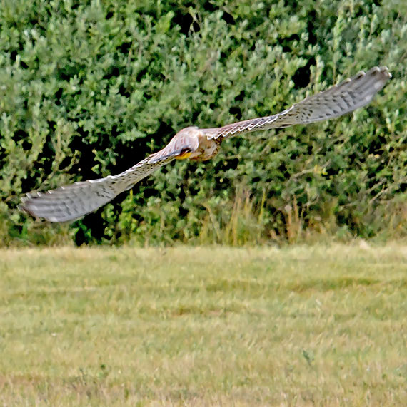 Dzieło Piotra Barańskiego kontynuuje jego żona. I może się pochwalić pierwszymi wielkimi sukcesami!