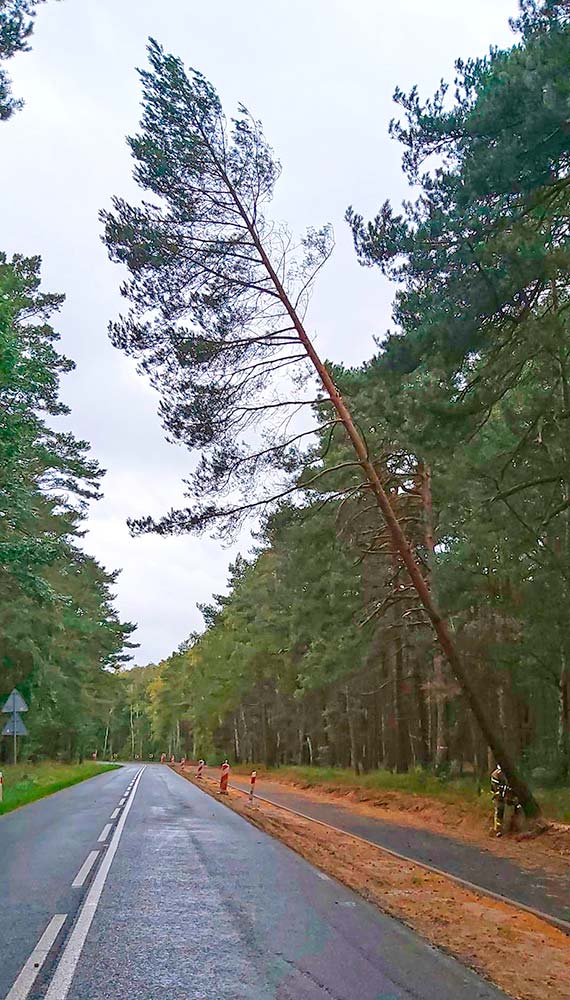 Wichura w powiecie kamieskim. Wiatr przechyla drzewa