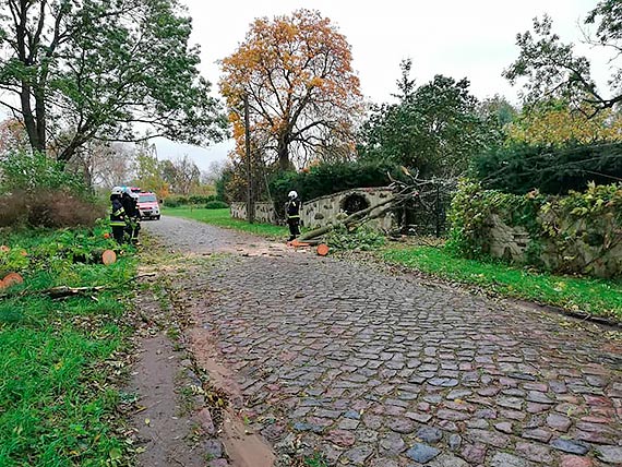 W powiecie szaleje wichura! Uwaga na spadajce drzewa i gazie!