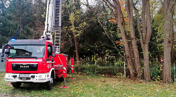 Przechylone drzewo mogo zagrozi bezpieczestwu uczniw