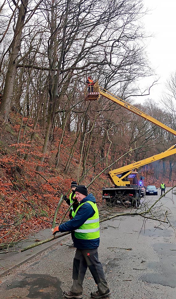 Wapnica. Po wichurach piy poszy w ruch