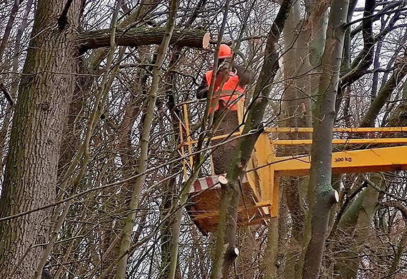 Wapnica. Po wichurach pi�y posz�y w ruch