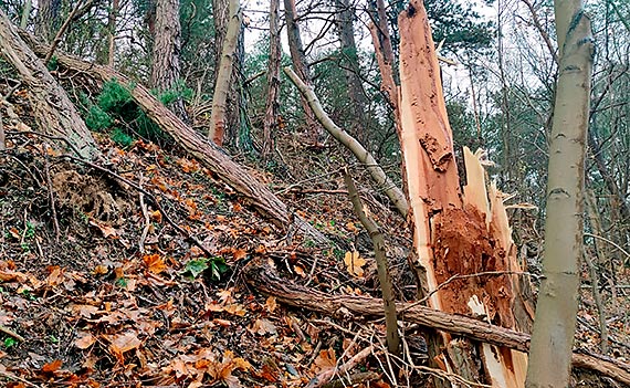 Wapnica. Po wichurach pi�y posz�y w ruch