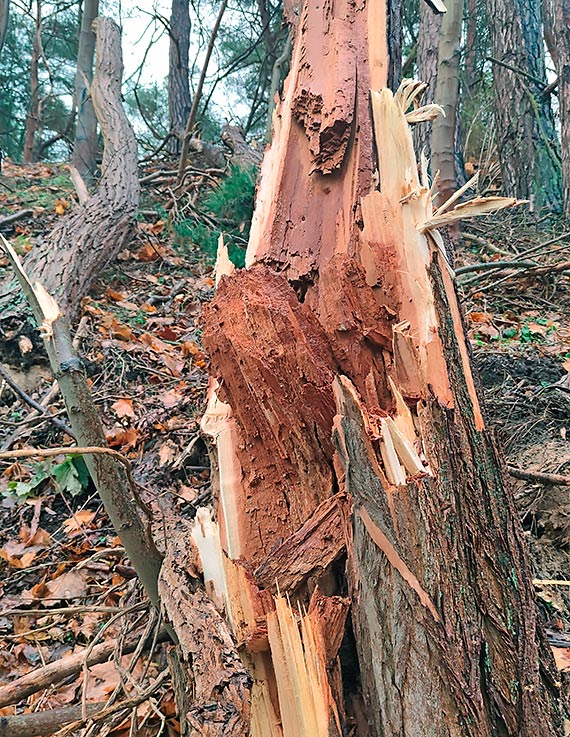 Wapnica. Po wichurach pi�y posz�y w ruch