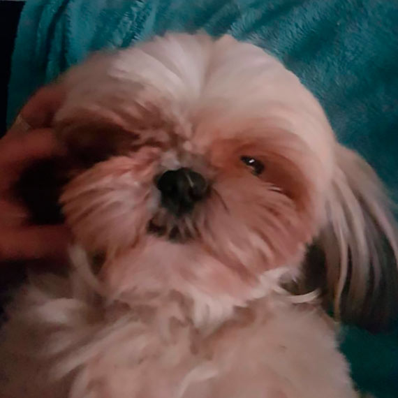 Zagina suczka rasy shih tzu