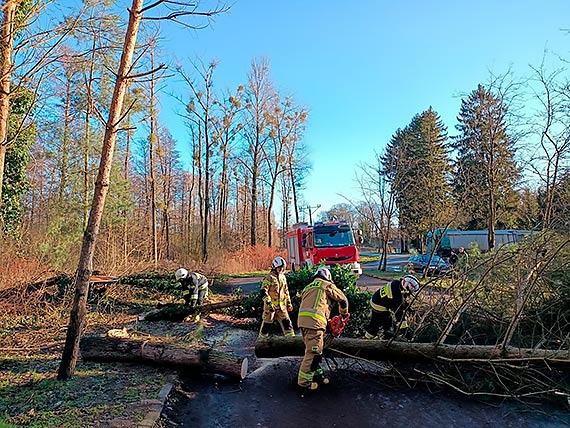 Silny wiatr mocno hula w powiecie kamieskim. W Duniewie zerwa wiat garau, powali wiele drzew