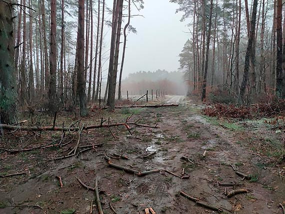 Powalone drzewa na drodze Chomino - Bdzieszewo