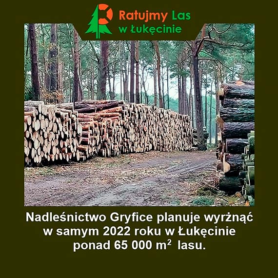 Mieszkacy i turyci sprzeciwiaj si wycince nadmorskiego lasu w ukcinie: Jestemy przeraeni rozmiarem spustoszenia!