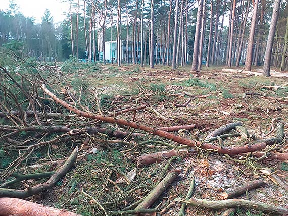 Mieszkacy i turyci sprzeciwiaj si wycince nadmorskiego lasu w ukcinie: Jestemy przeraeni rozmiarem spustoszenia!