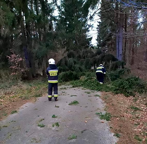 Radosaw Drozdowicz, wjt Gminy wierzno, dzikuje straakom