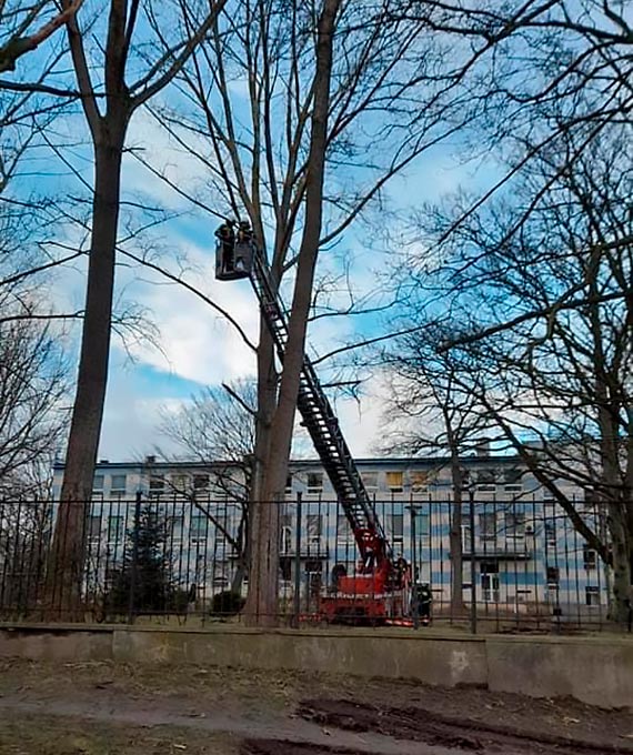 OSP Trzebieszewo pracowaa na wysokoci