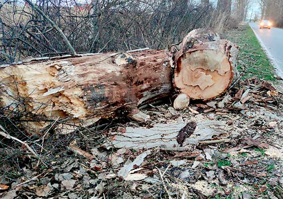 Zapomniane topole – niekoczca si historia