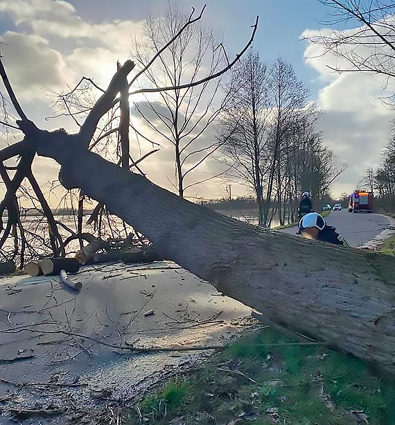 Poczone siy straakw usuway pochylone drzewo nad drog