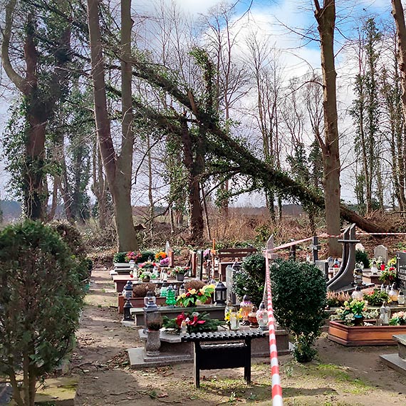 Na terenie cmentarza w Wolinie wycinano drzewa zagraajce bezpieczestwu