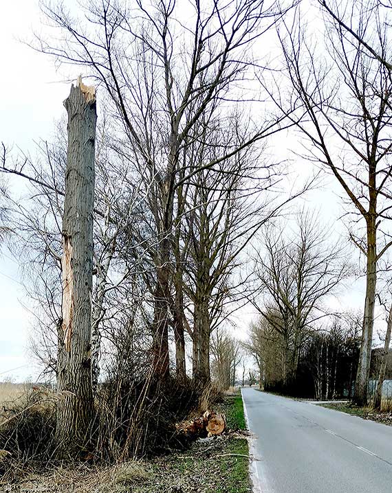 Niebezpieczne topole przy drodze z Wicka do Wapnicy ju zawsze bd sia postrach wrd mieszkacw? Co powiedz urzdnicy, gdy dojdzie tam do tragedii?