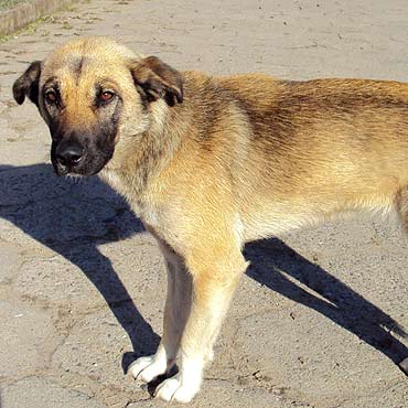 Chomino: Pies bka si od tygodnia