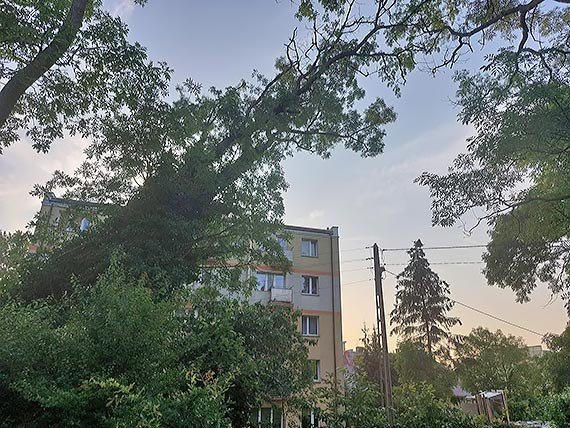 Powalone drzewo w pobliżu bloku mieszkalnego w Kołczewie
