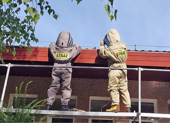 Nieustraszeni strażacy pozbyli się gniazda os. Owady zamieszkały na dachu budynku przedszkola!