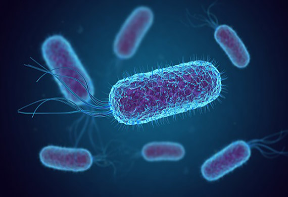 Bakteria E.Coli wykryta w prbkach