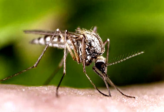 Opryski przeciw meszkom i komarom