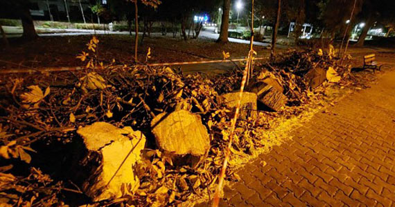 Burmistrz Dziwnowa odpowiada w sprawie szokującej wycinki kasztanowców: W drzewach stwierdzono duże zmiany struktury drewna