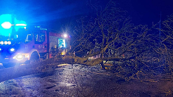 Straacy z Koczewa usunli powalone drzewo