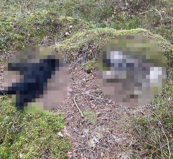 W lesie koło Ładzina znaleziono dwa martwe psy!
