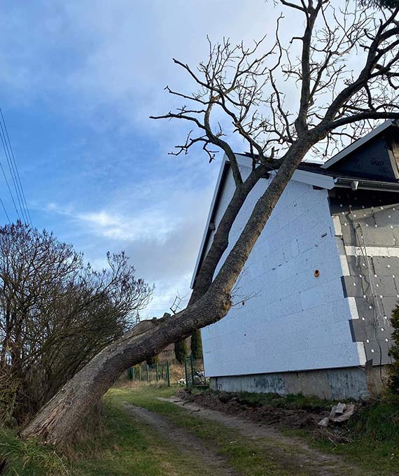 Strażacy z OSP Kołczewo usunęli drzewo