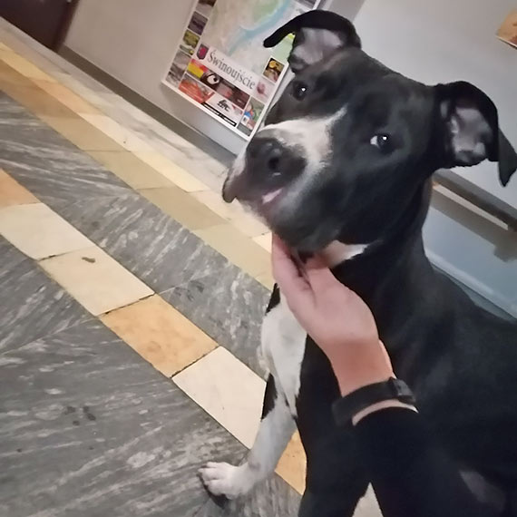 Powiat Kamie ski Ikamien pl Czyja To Zguba 