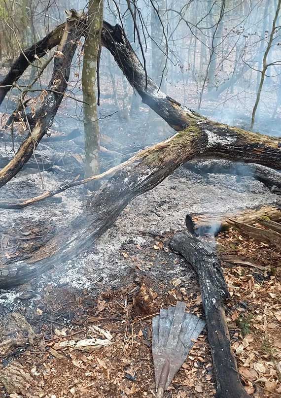 Pochodzcy z miejscowoci wierzno straacy bohatersko gasz poar lasu midzy wierzno-Kale