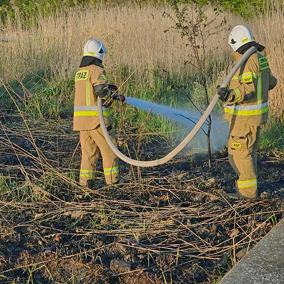 Poar trzciny przy Marinie w Wapnicy: konsekwencje nieodpowiedzialnego postpowania