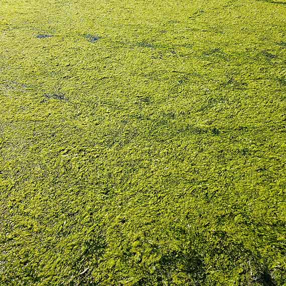 Mieszkaniec: Jezioro Wicko Wielkie. Czy nam grozi klęska ekologiczna?