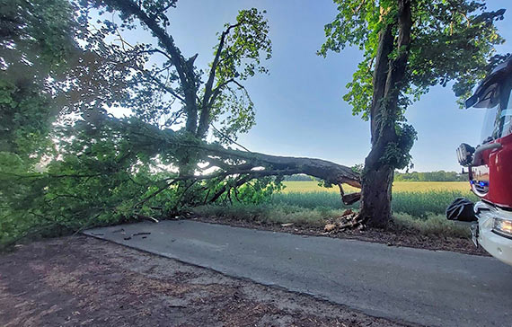 Osp Koczewo, alarm na powalone drzewo