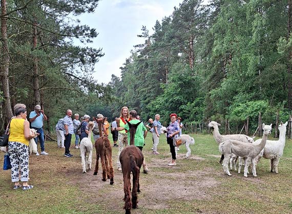 Agroturystyk z alpakami na Sosnowych Wzgrzach