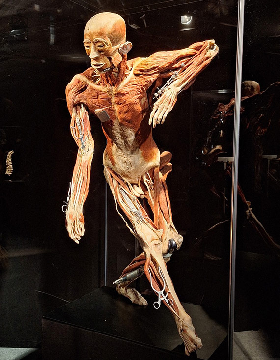 Wystawa „BODY WORLDS” w szczeciskiej Hanza Tower