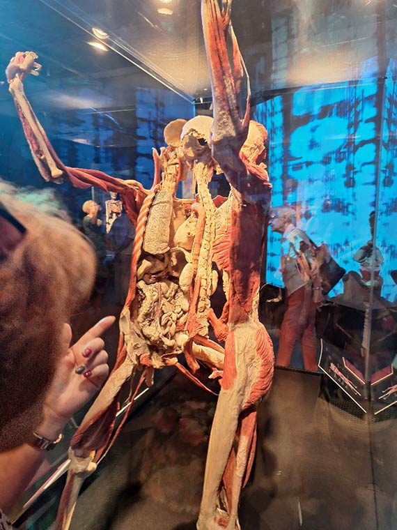 Wystawa „BODY WORLDS” w szczeciskiej Hanza Tower