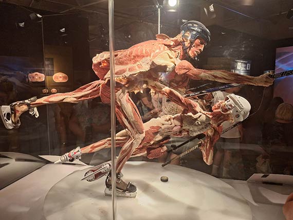 Wystawa „BODY WORLDS” w szczeciskiej Hanza Tower