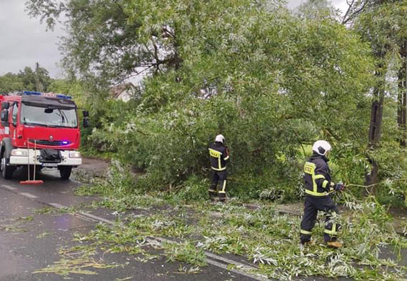 Wiatr przechyli drzewo - byo niebezpiecznie