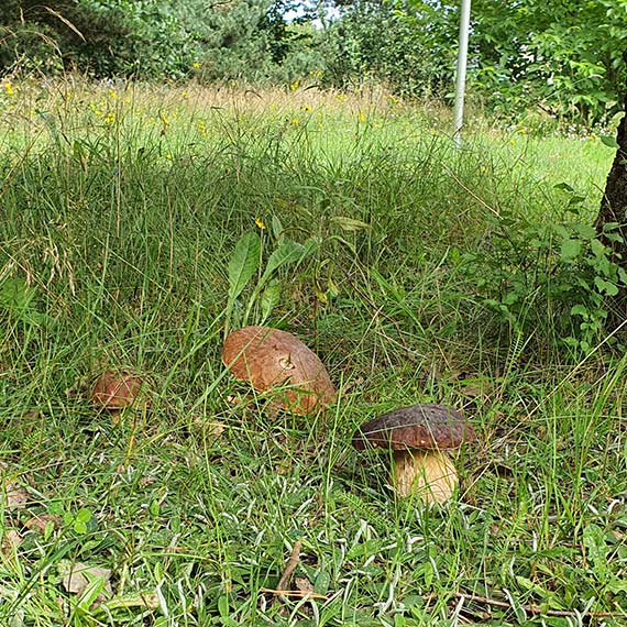 Dargobdz gmina Wolin - teren prywatny: Grzyby w sierpniowej scenerii