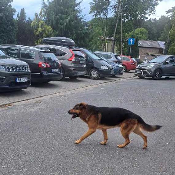 Duy „wilczur” w Wisece - turystyka pod znakiem zapytania?