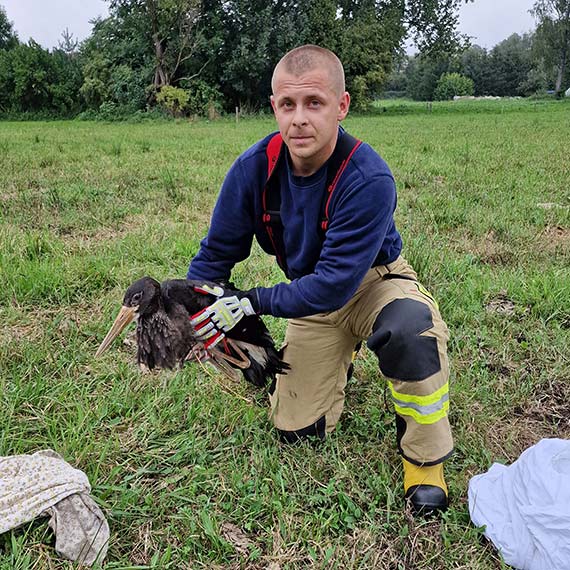 Straacy ze Skoszewa uratowali czarnego bociana