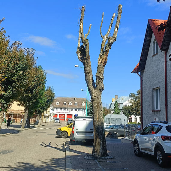 Kto odpowiada za fatalny stan zieleni w gminie Wolin?