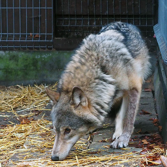 Wilka Kamyka udao si zapa po dugim okresie wolnoci w Midzyzdrojach