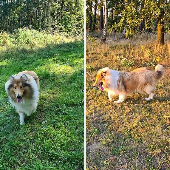 Poszukiwany uciekinier – piesek Inusch w Niemczech