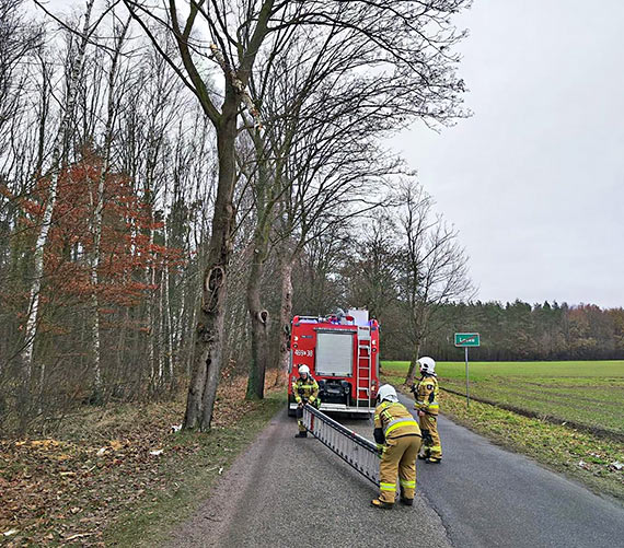 Konar, zwisajcy nad drog, zagraa bezpieczestwu