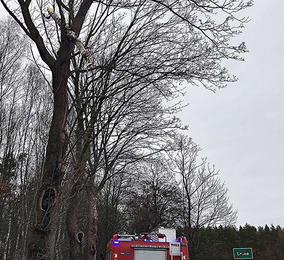 Konar, zwisajcy nad drog, zagraa bezpieczestwu