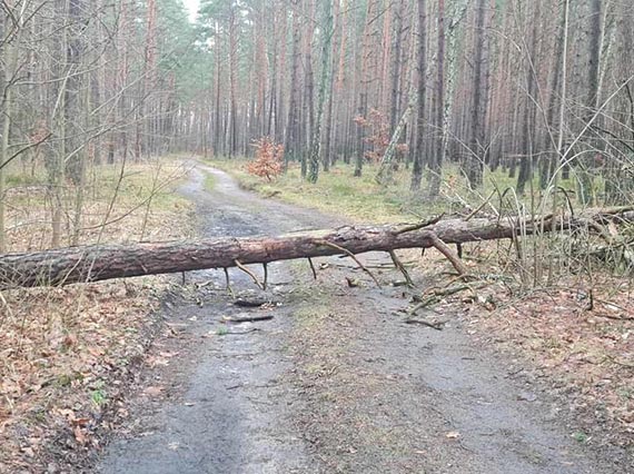 Powalone drzewo blokowao dojazd do stacji PKP w adzinie