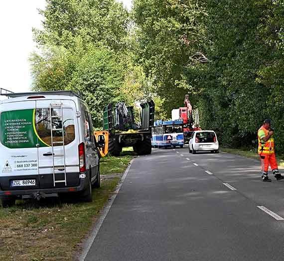 Pierwsze niebezpieczne topole wycite po 15 latach stara