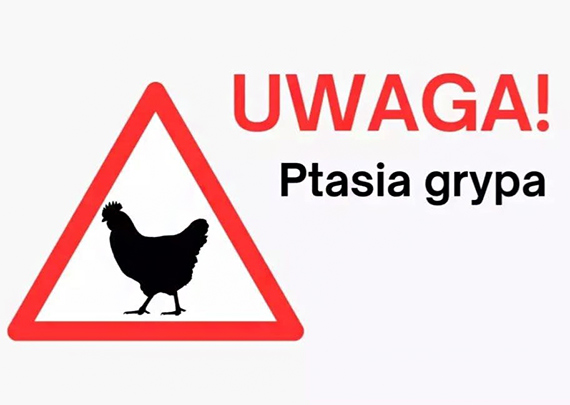 Ptasia grypa w regionie! Apel do hodowcw drobiu