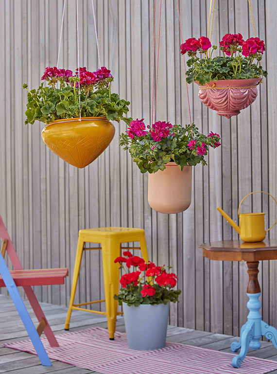Byliny wznoszą się na wyżyny Stylowe pomysły na wiszące pelargonie